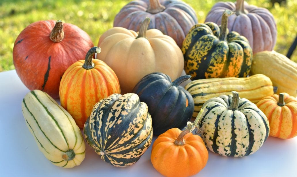 Squashes 5 Winter Squashes You Need for Better Health Right Now β Veestro